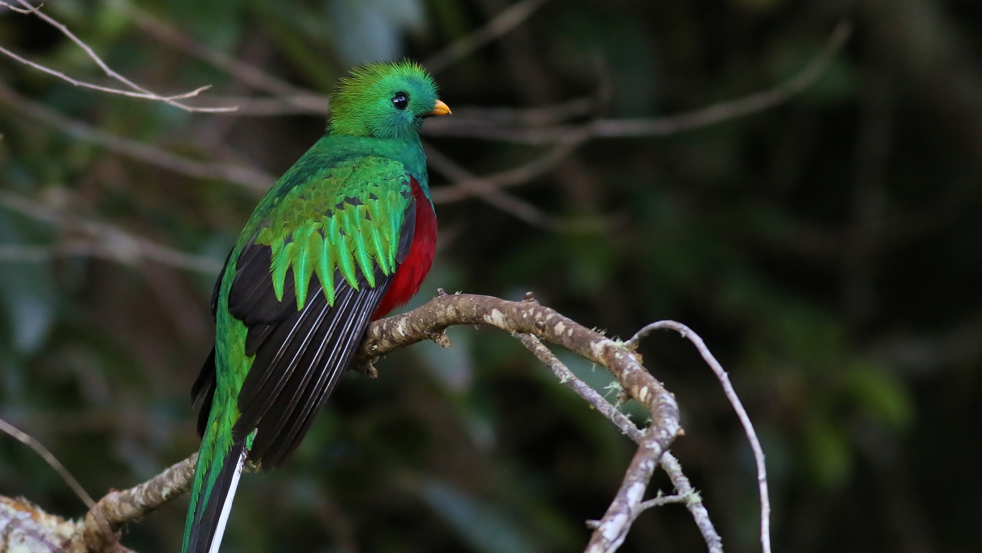 Resplendent Quetzal